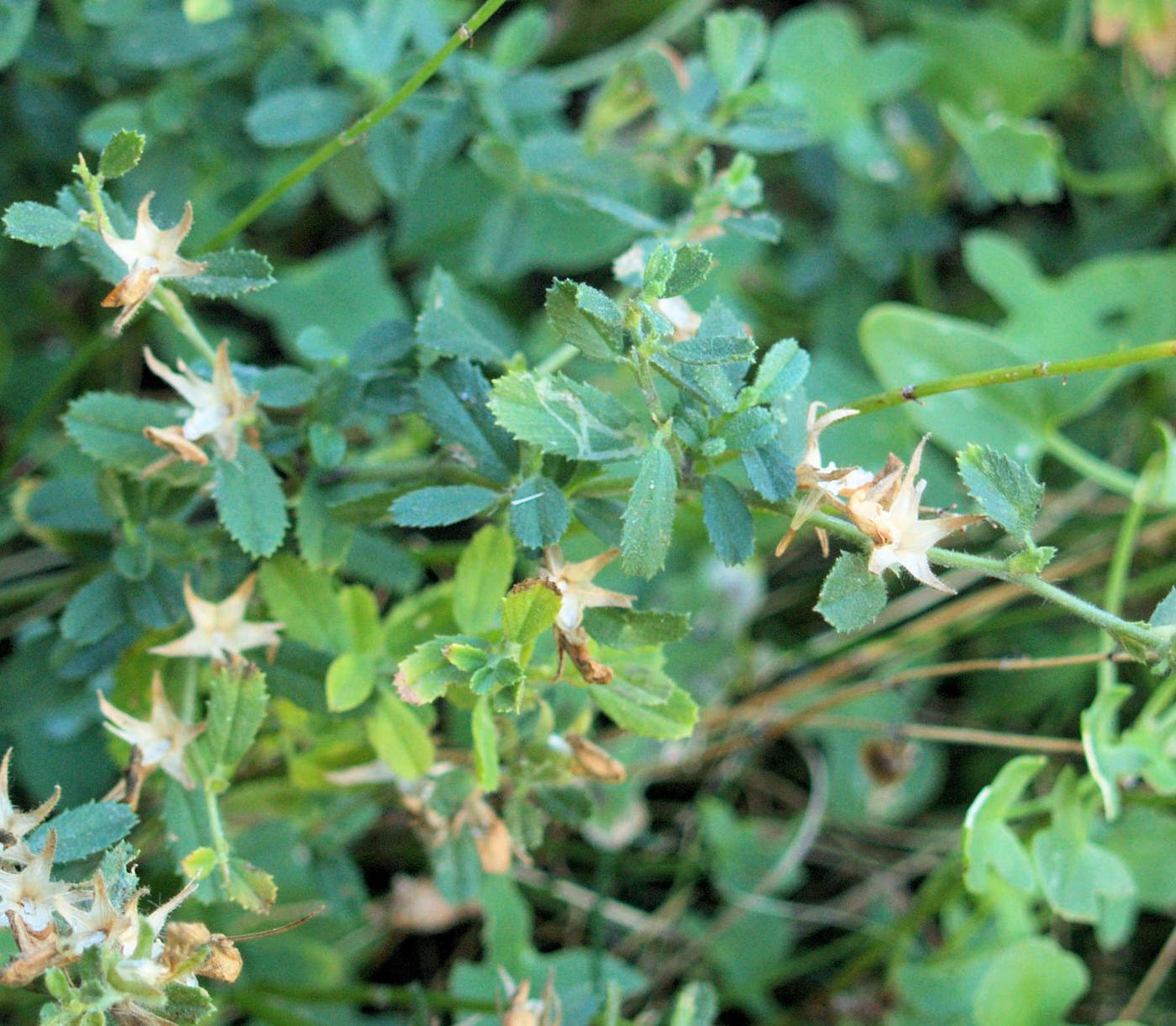 Restharrow, (spinless) fruit